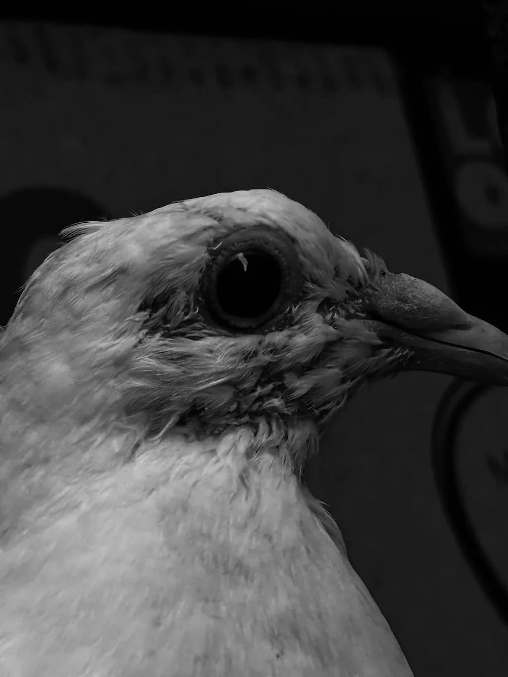 Whispers of the Night: A Monochrome Portrait of a Bird's Soul