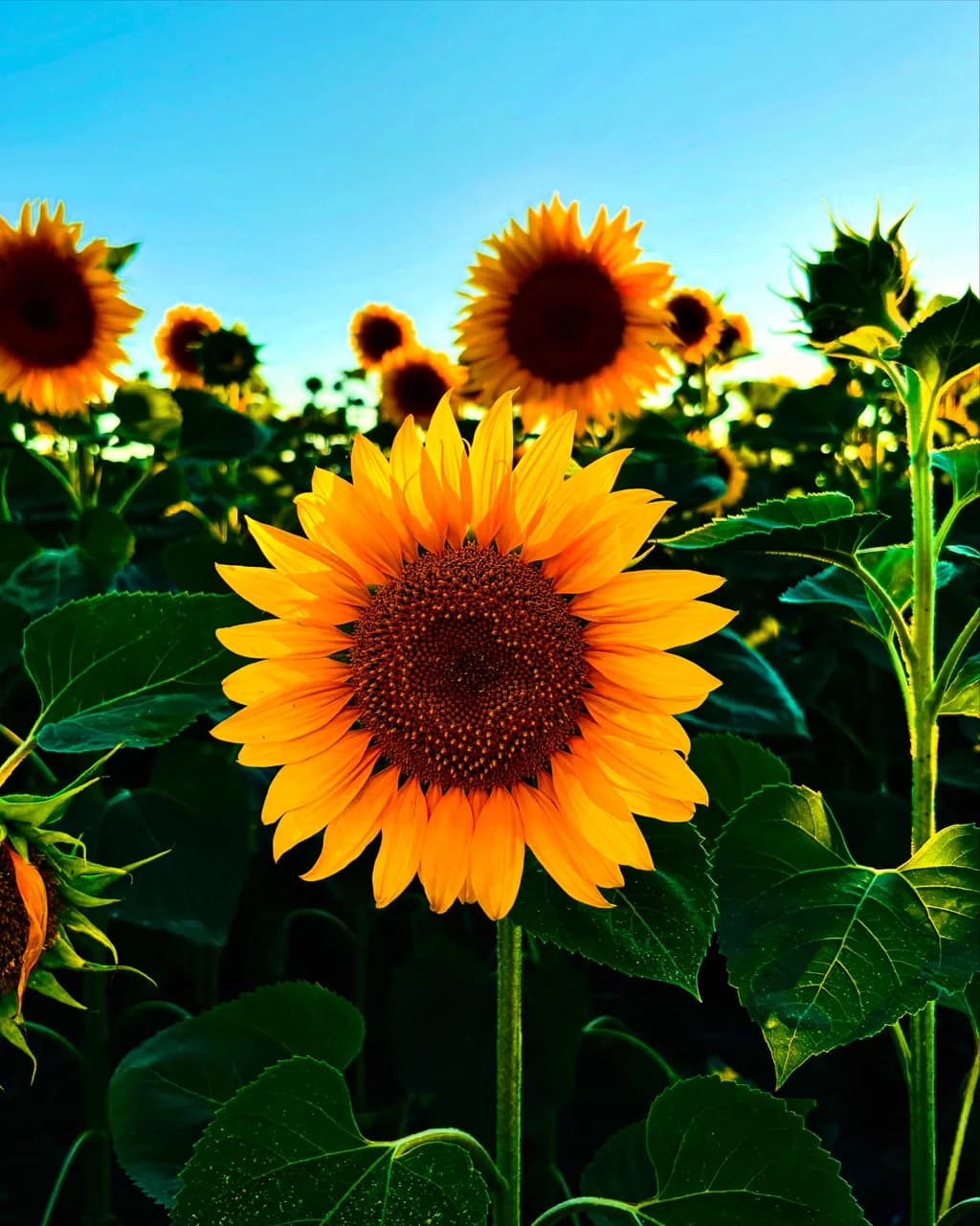 Golden Whispers: A Sunflower's Embrace in Nature's Field
