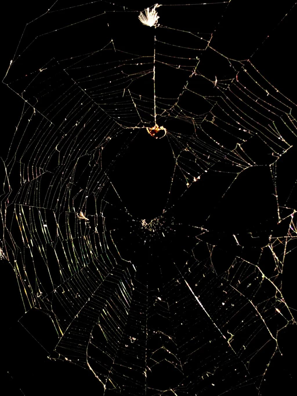Whispers of the Web: A Dance of Shadows and Light