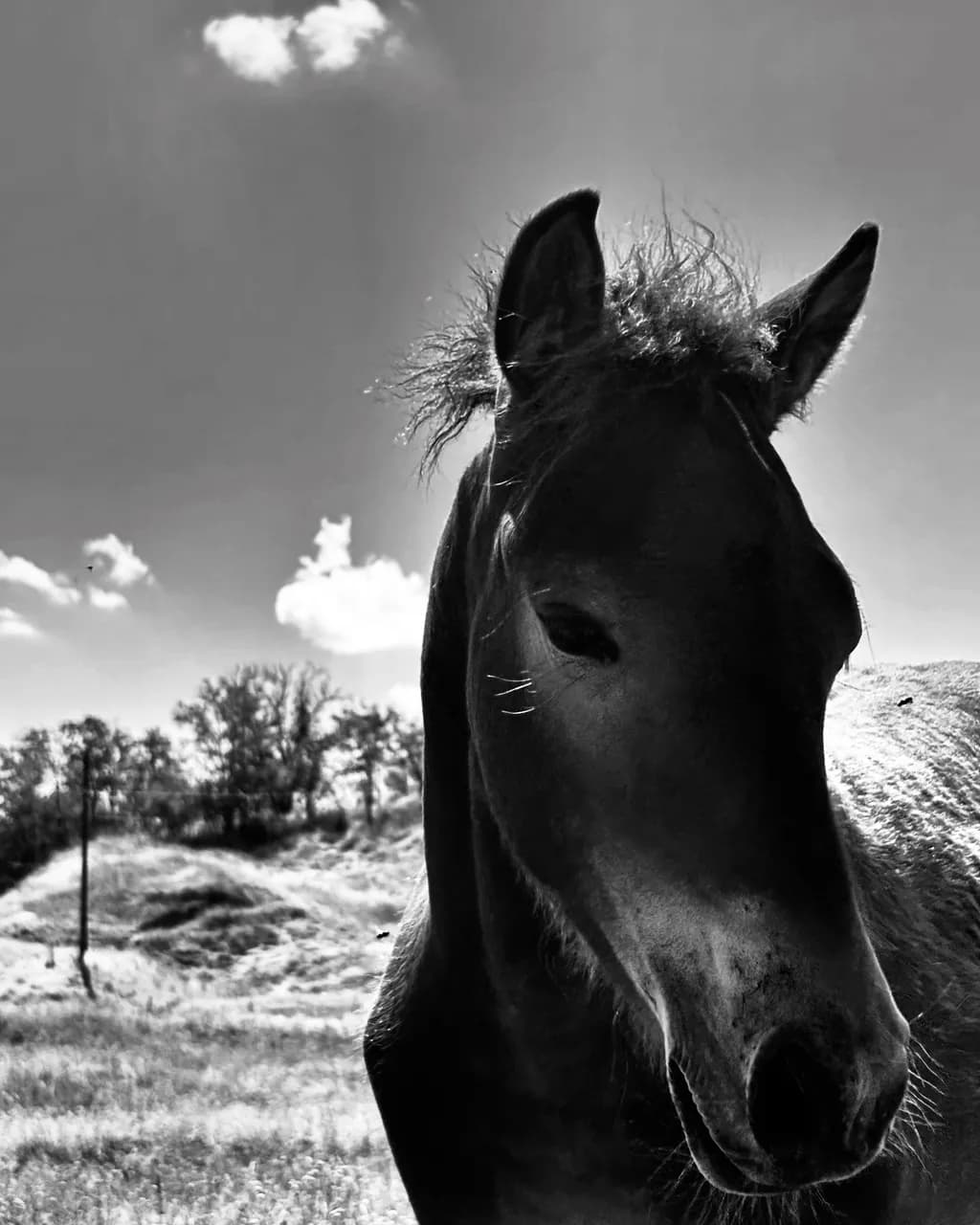 Whispers of the Wild: A Poetic Encounter with Equine Grace