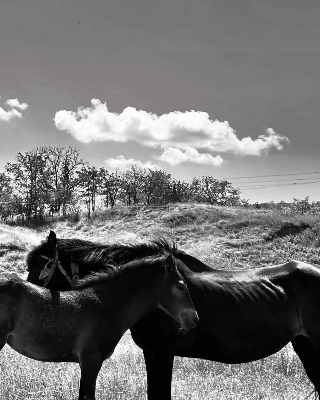 Whispers of the Wild: A Poetic Embrace of Horses in Black and White