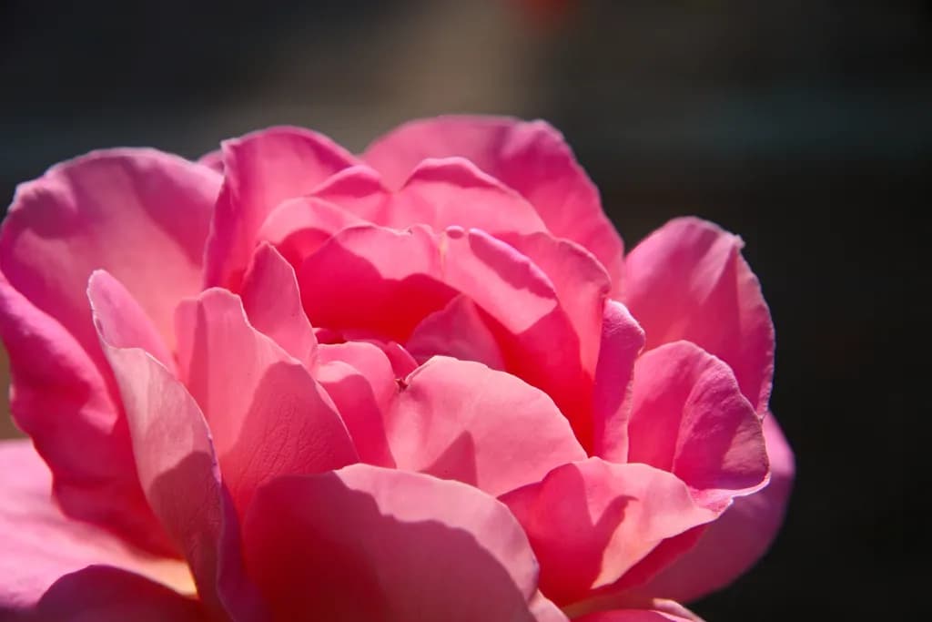 Blossoming Elegance: A Close-Up of a Radiant Pink Rose in Natural Light