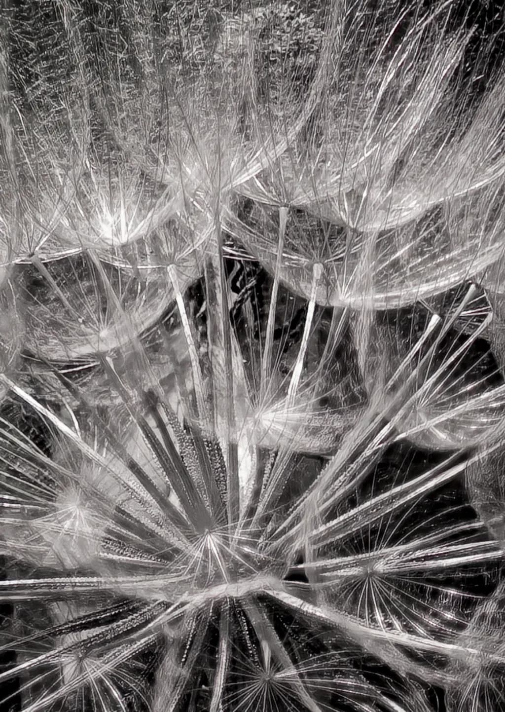 Whispers of Nature: A Delicate Dance of Dandelion Seeds in Monochrome Elegance