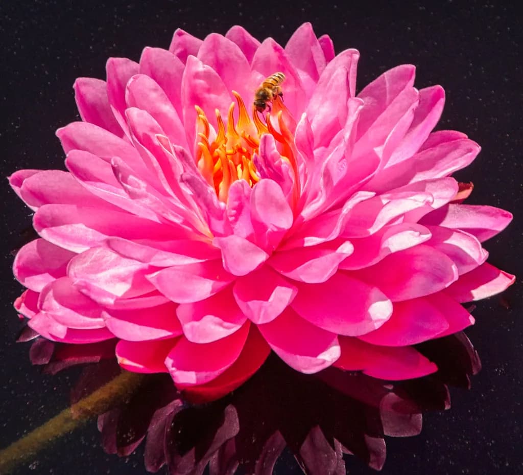 Serenity in Bloom: A Pink Water Lily's Reflection with Nature's Buzz