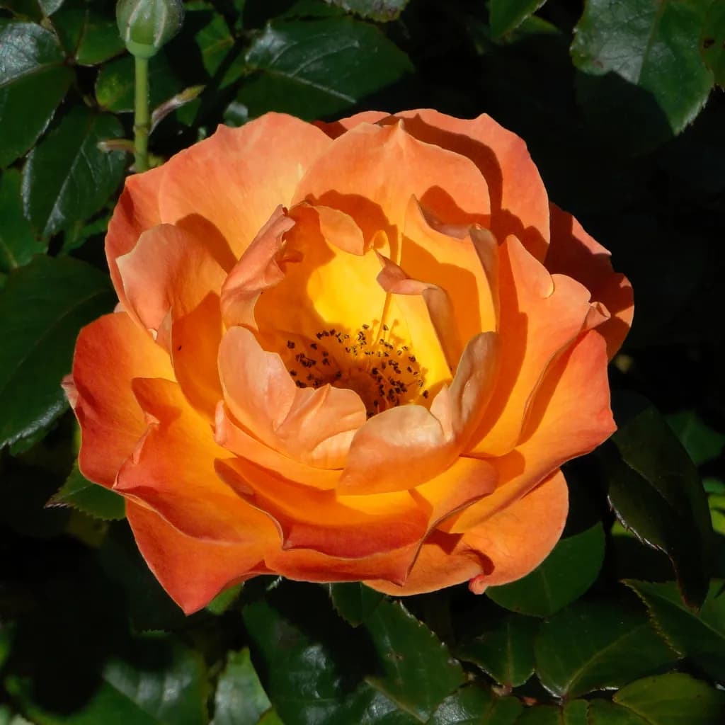 Radiant Blossom: The Golden Rose of Serenity