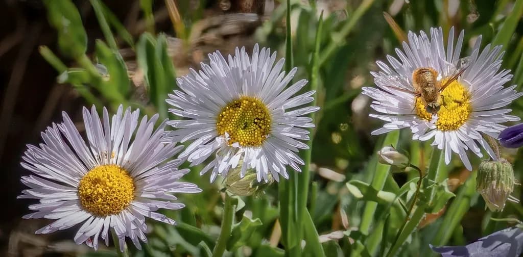 Whispers of Spring: A Dance of Daisies and Bees in Nature's Embrace