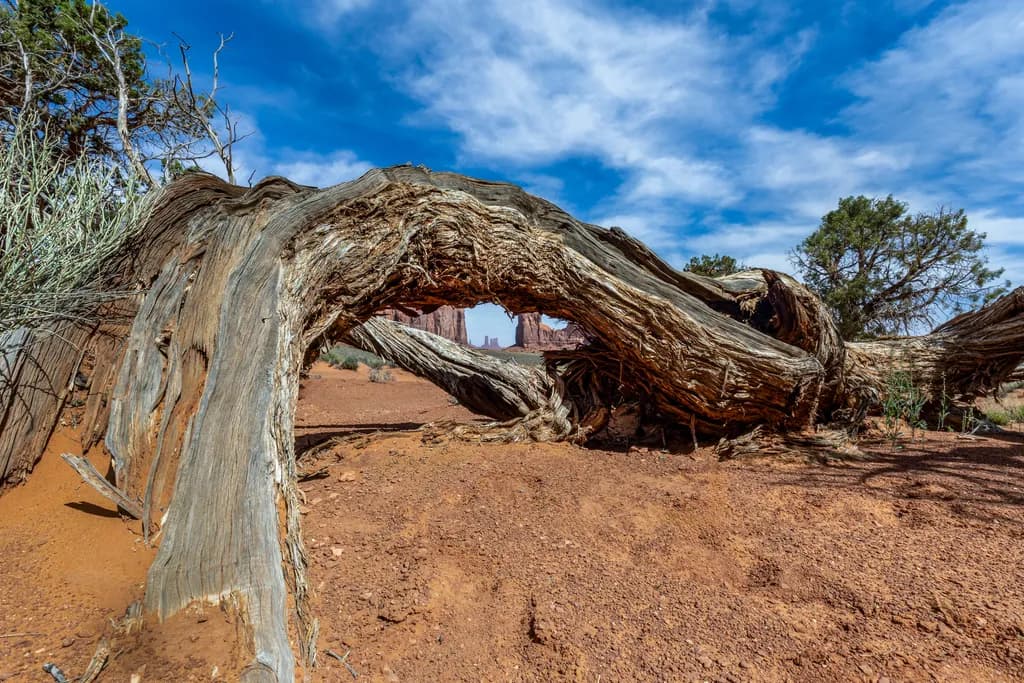 Desert Archwood