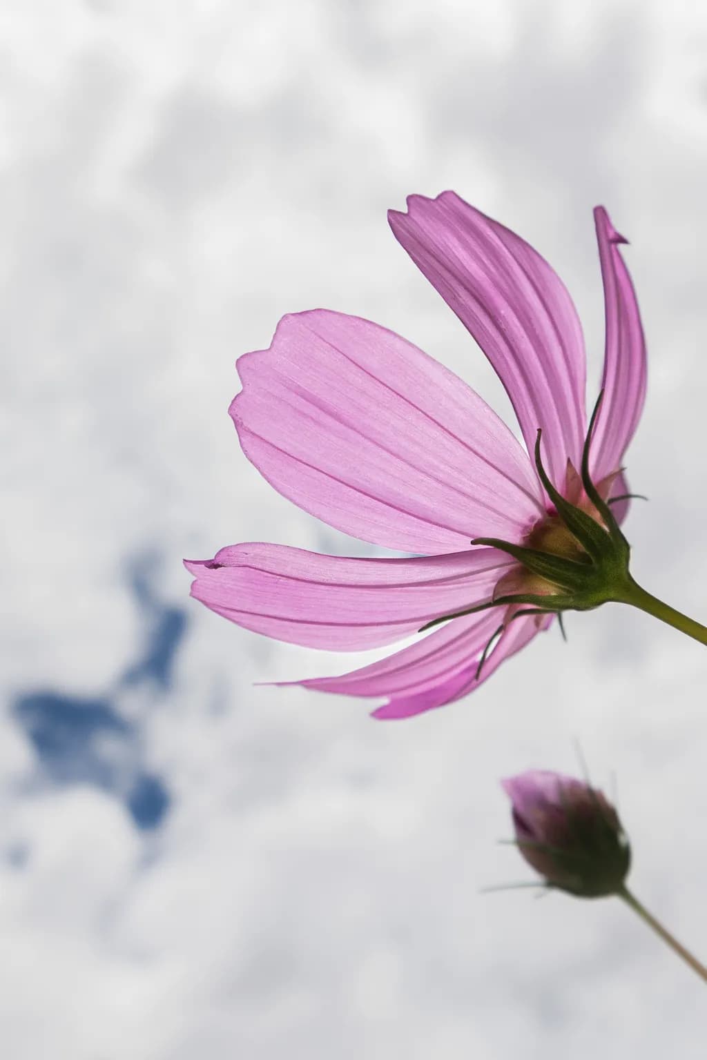 Soft Cosmos Bloom