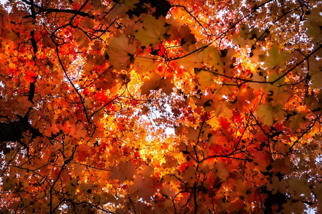Autumn Canopy