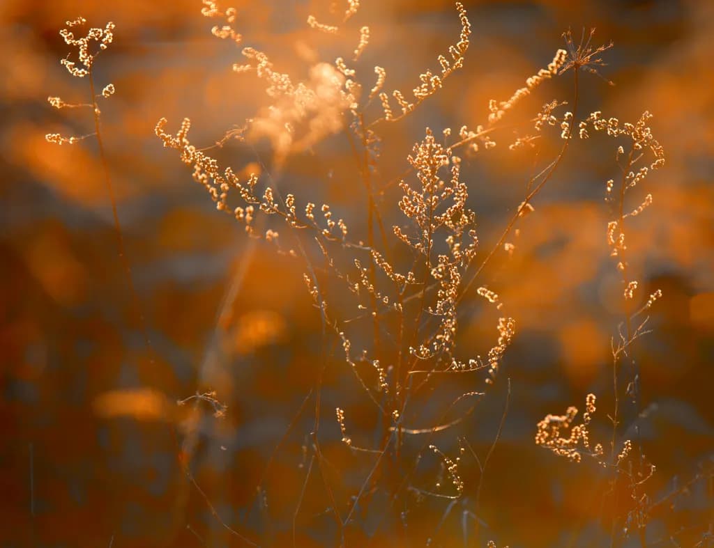 Whispers of Autumn: Golden Hues in Nature's Embrace