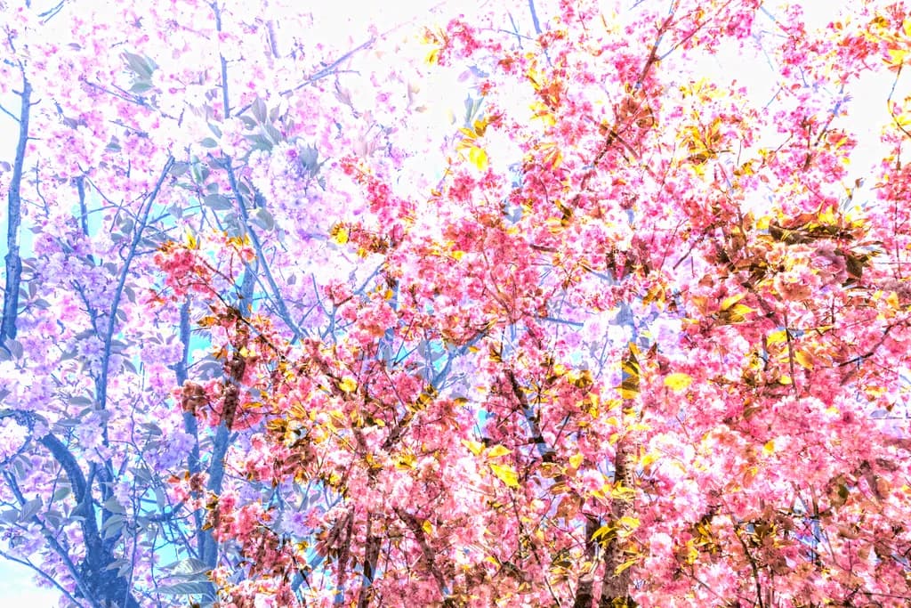 Blossoms in Bloom: A Vibrant Dance of Nature's Pink Palette