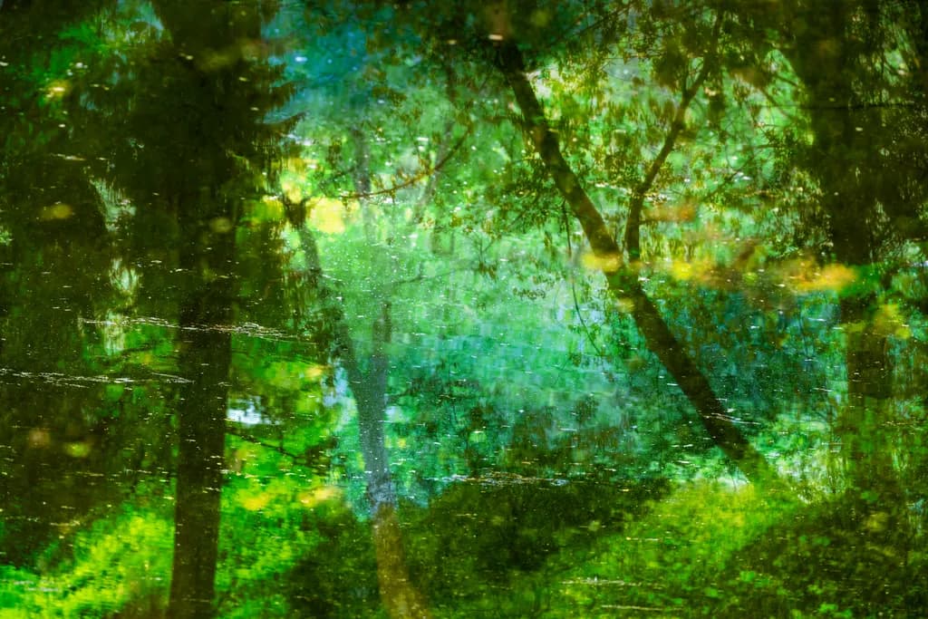 Whispers of the Forest: A Serene Reflection in Nature's Embrace