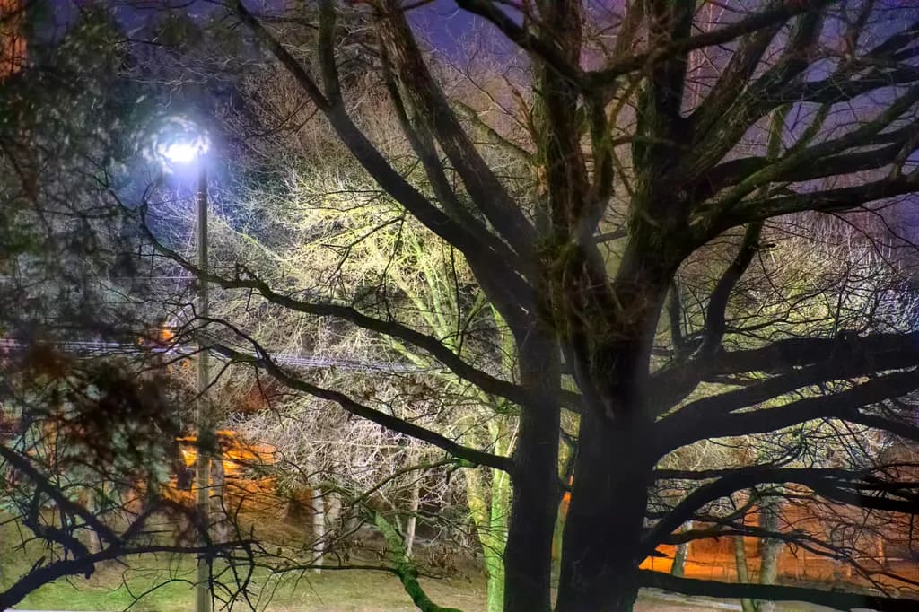 Whispers of the Night: Illuminated Branches in a Moonlit Landscape