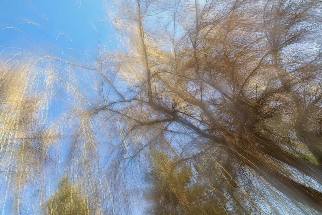 Whispers of Nature: An Abstract Dance of Trees and Sky