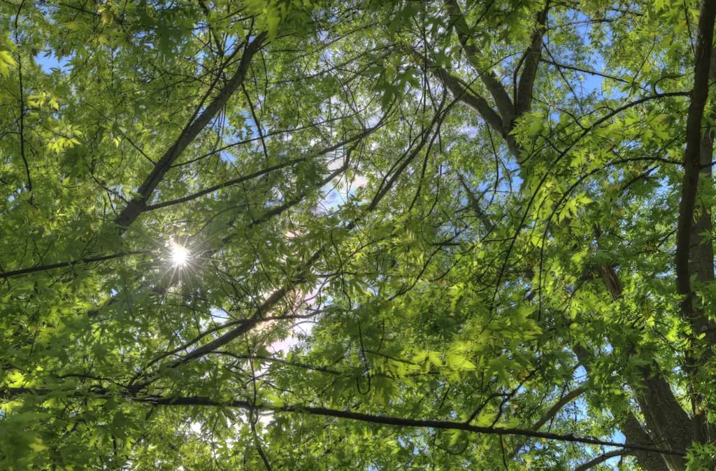 Whispers of Light: A Canopy of Green Serenity