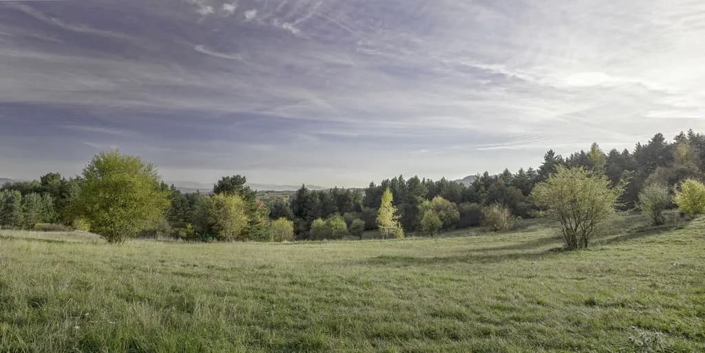 Whispers of Autumn: A Serene Landscape of Trees and Sky