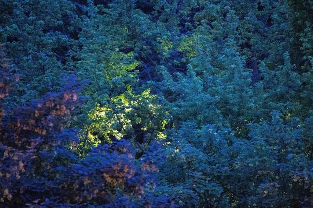 Whispers of Light: A Serene Night Among the Emerald Canopy