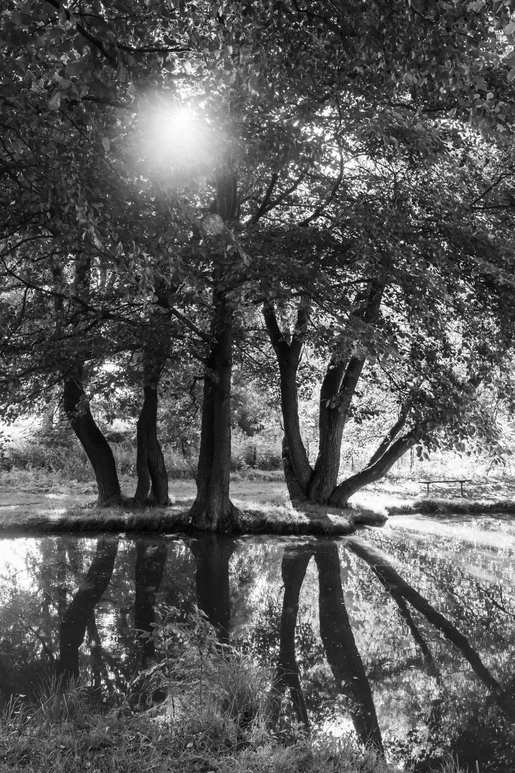 Whispers of Serenity: A Black and White Reflection of Nature's Embrace