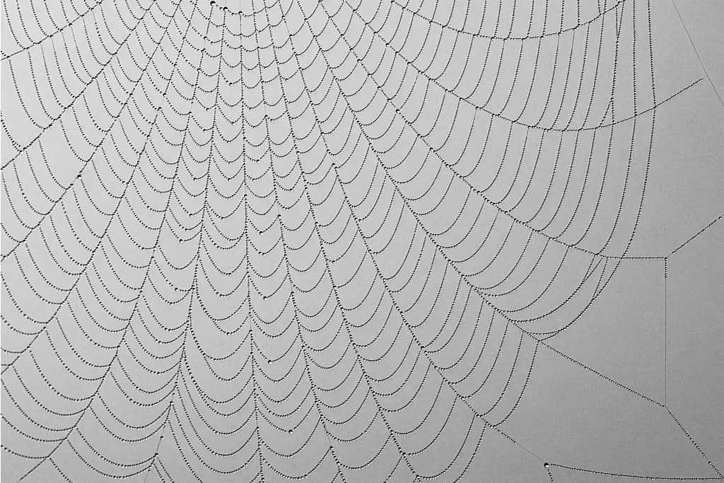 Web of Connection