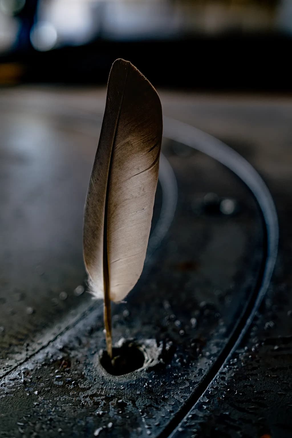 Grounded Feather