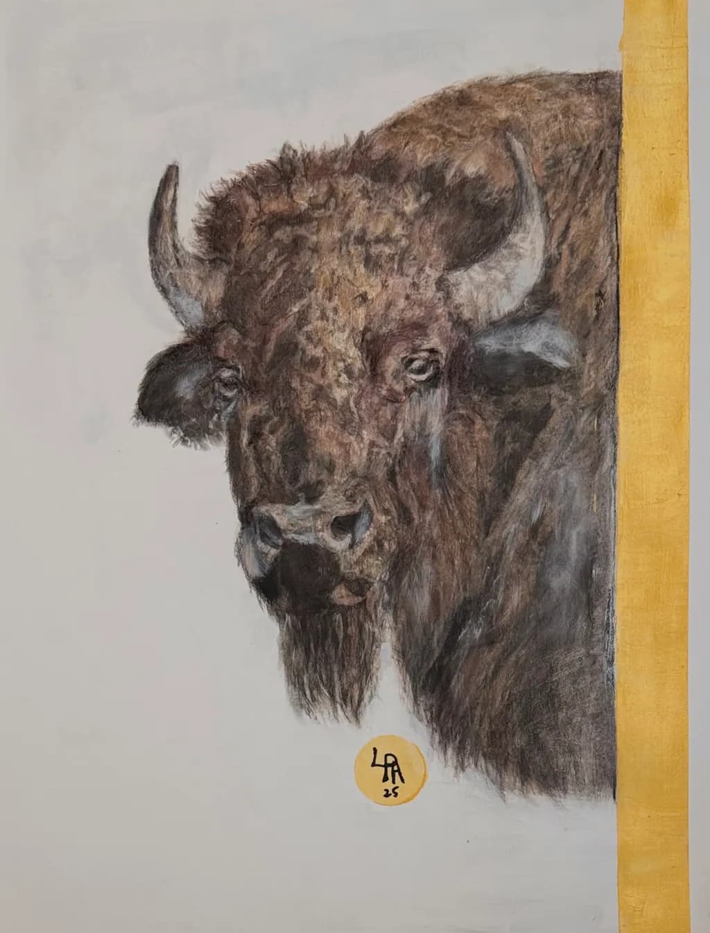 Buffalo Gaze