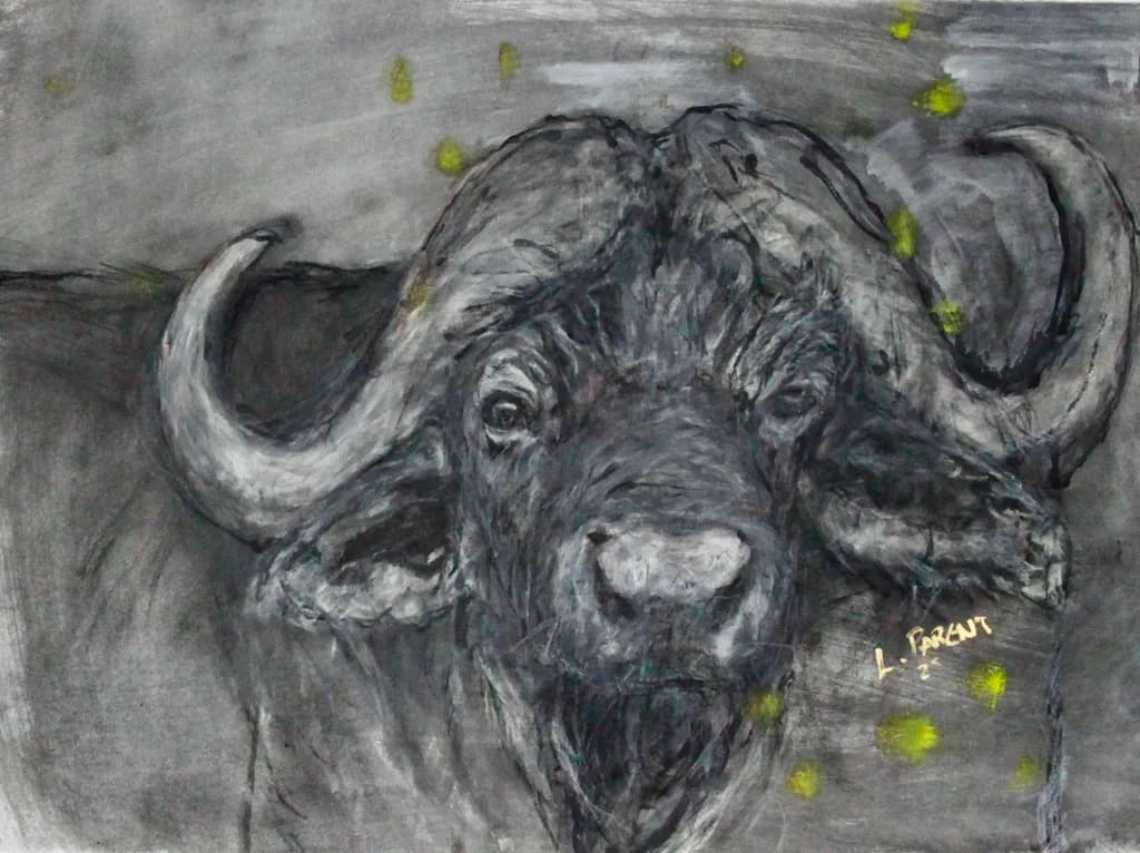Charcoal Buffalo Gaze
