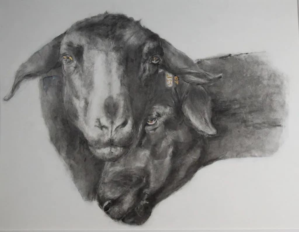 Oil Painting Charcoal Sheep