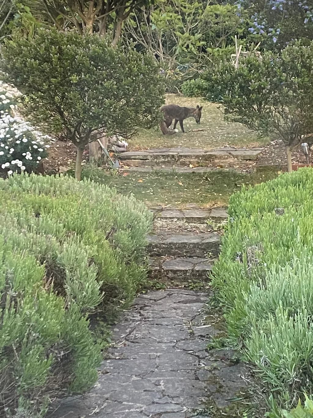 Whispers of the Wild: A Serene Encounter in the Garden Pathway