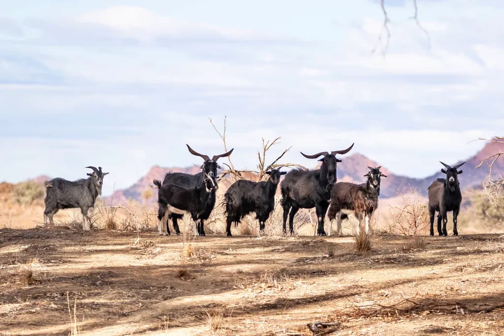 Whispers of the Wild: A Gathering of Goats in the Desert Landscape