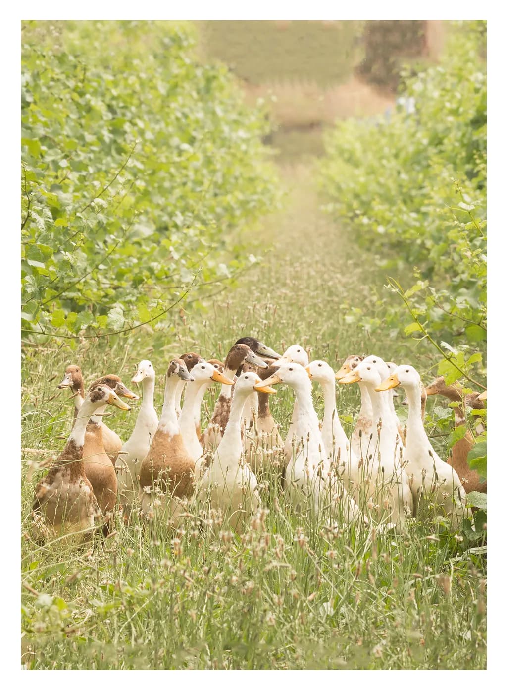 Gathering Geese