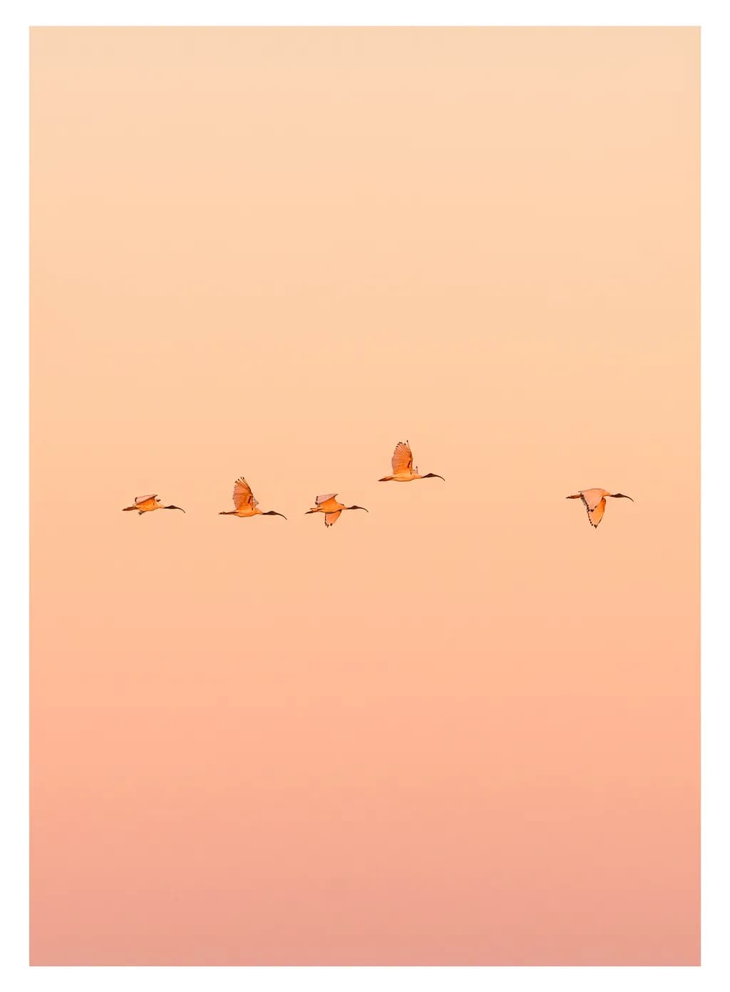Sunset Flight