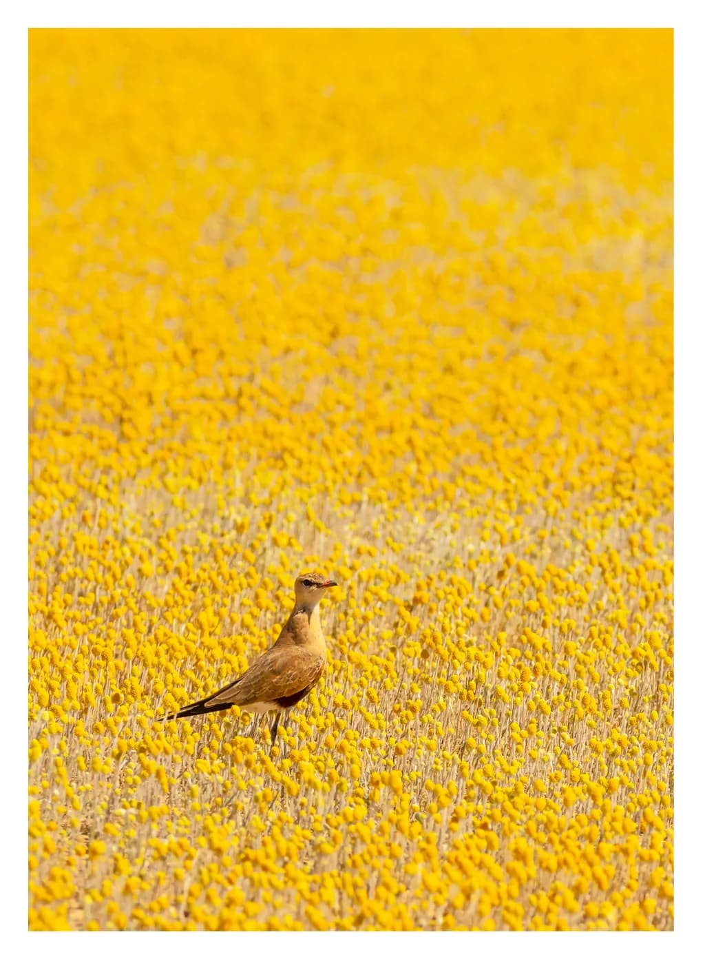 Solitary Pratincole