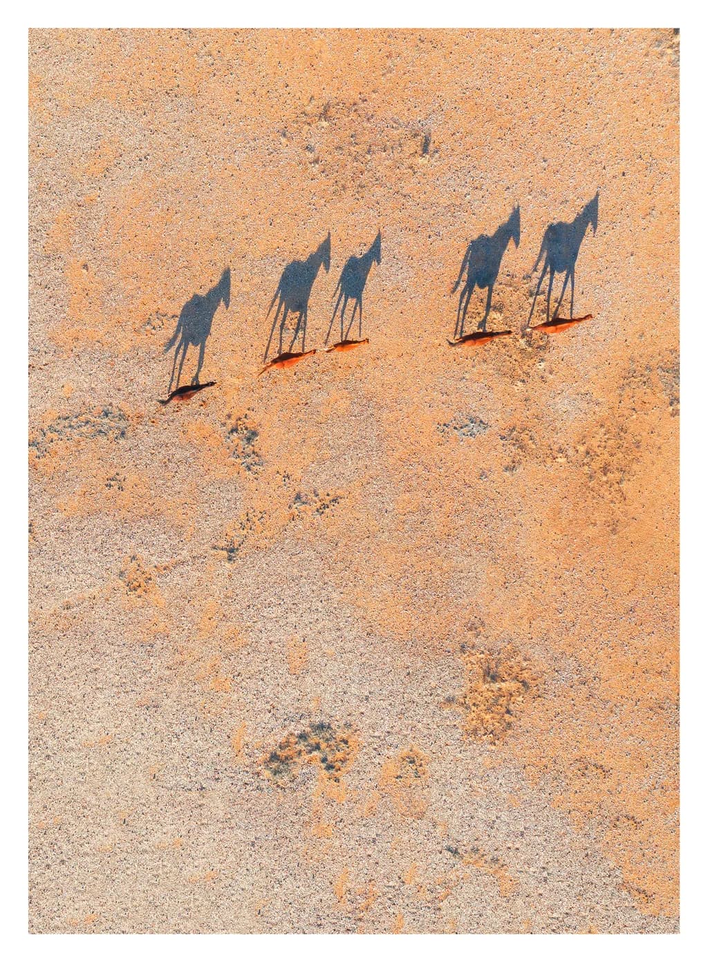 Horse Shadows