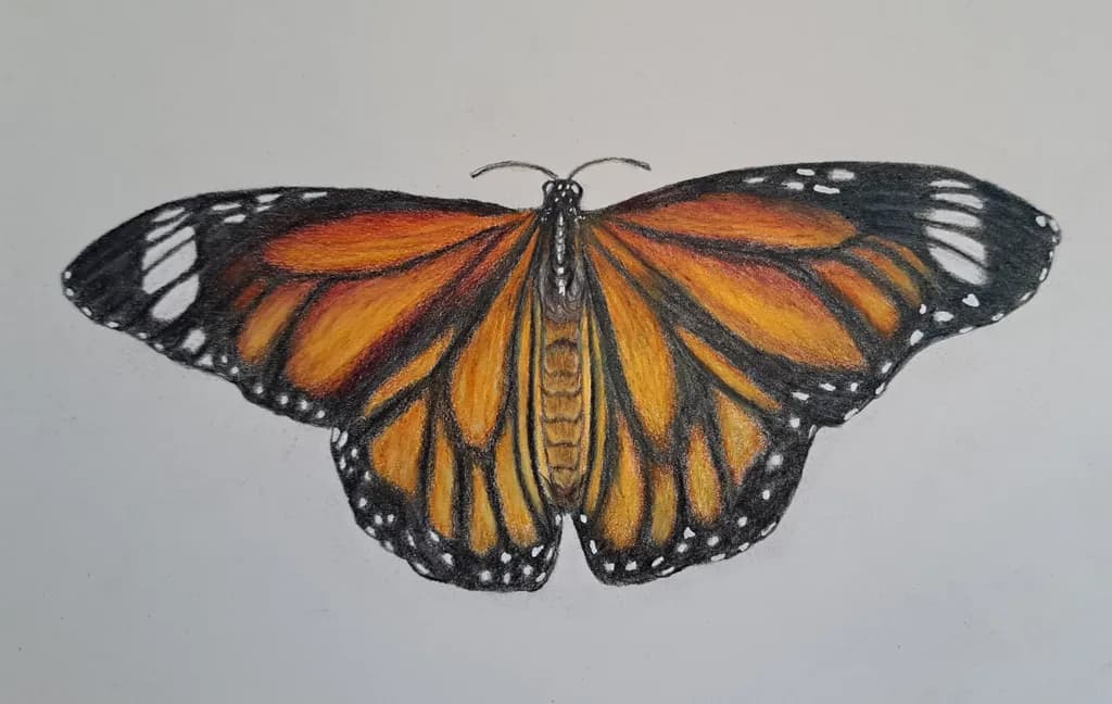 Vibrant Monarch: A Colorful Celebration of Nature's Beauty