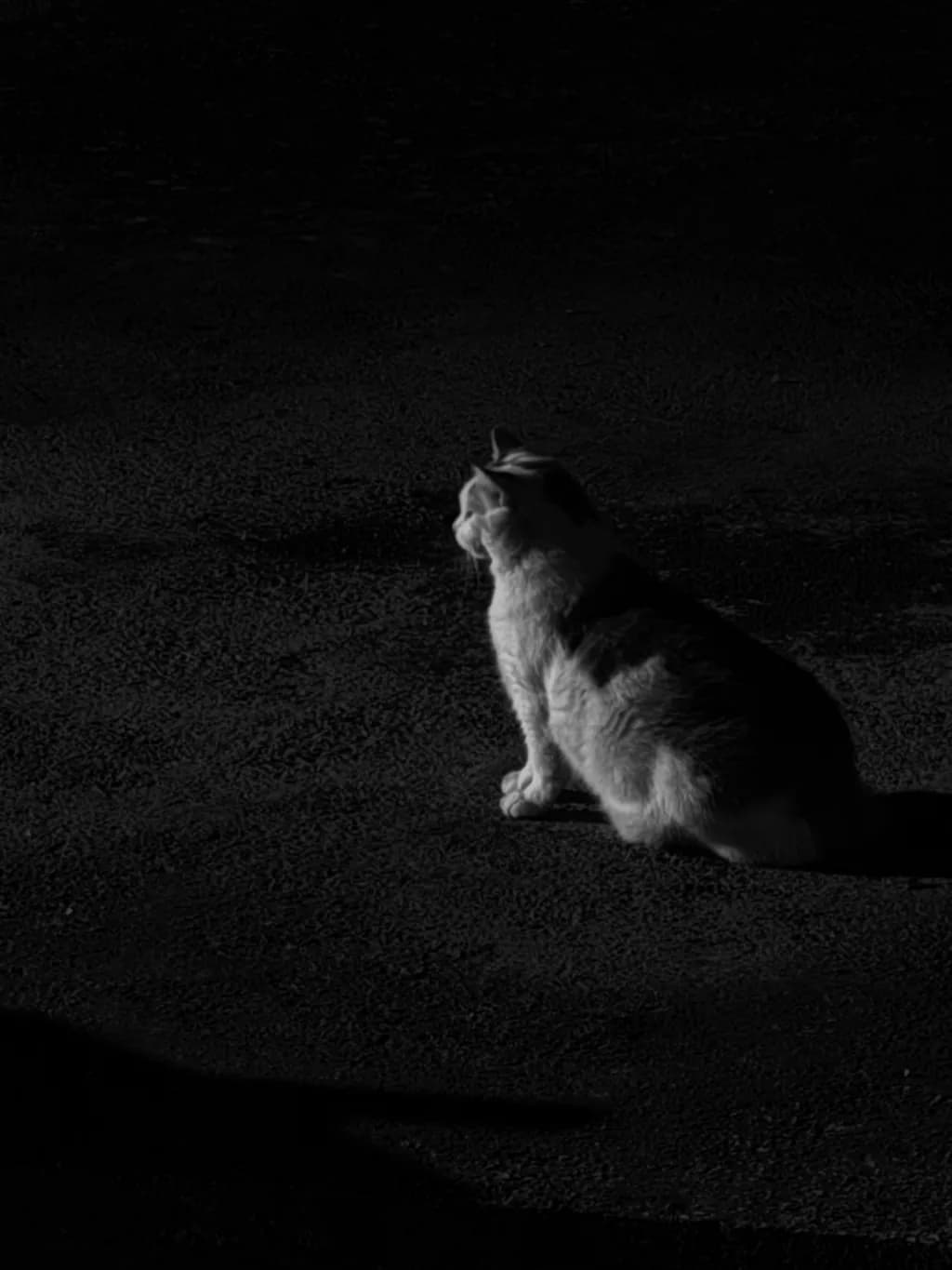 Whispers of the Night: A Solitary Cat in Shadows