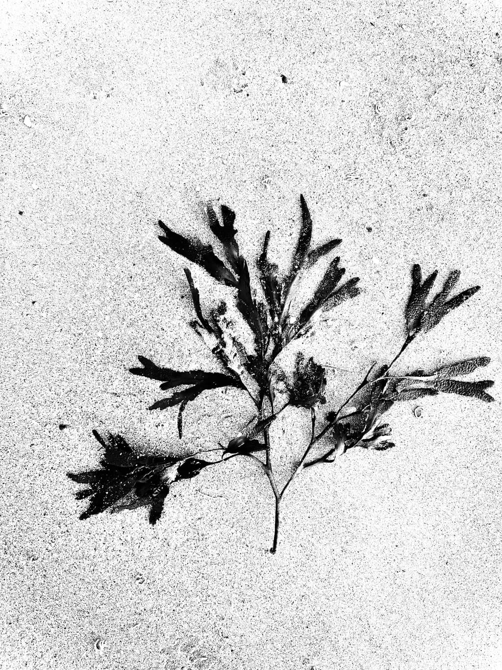 Monochrome Seaweed Study