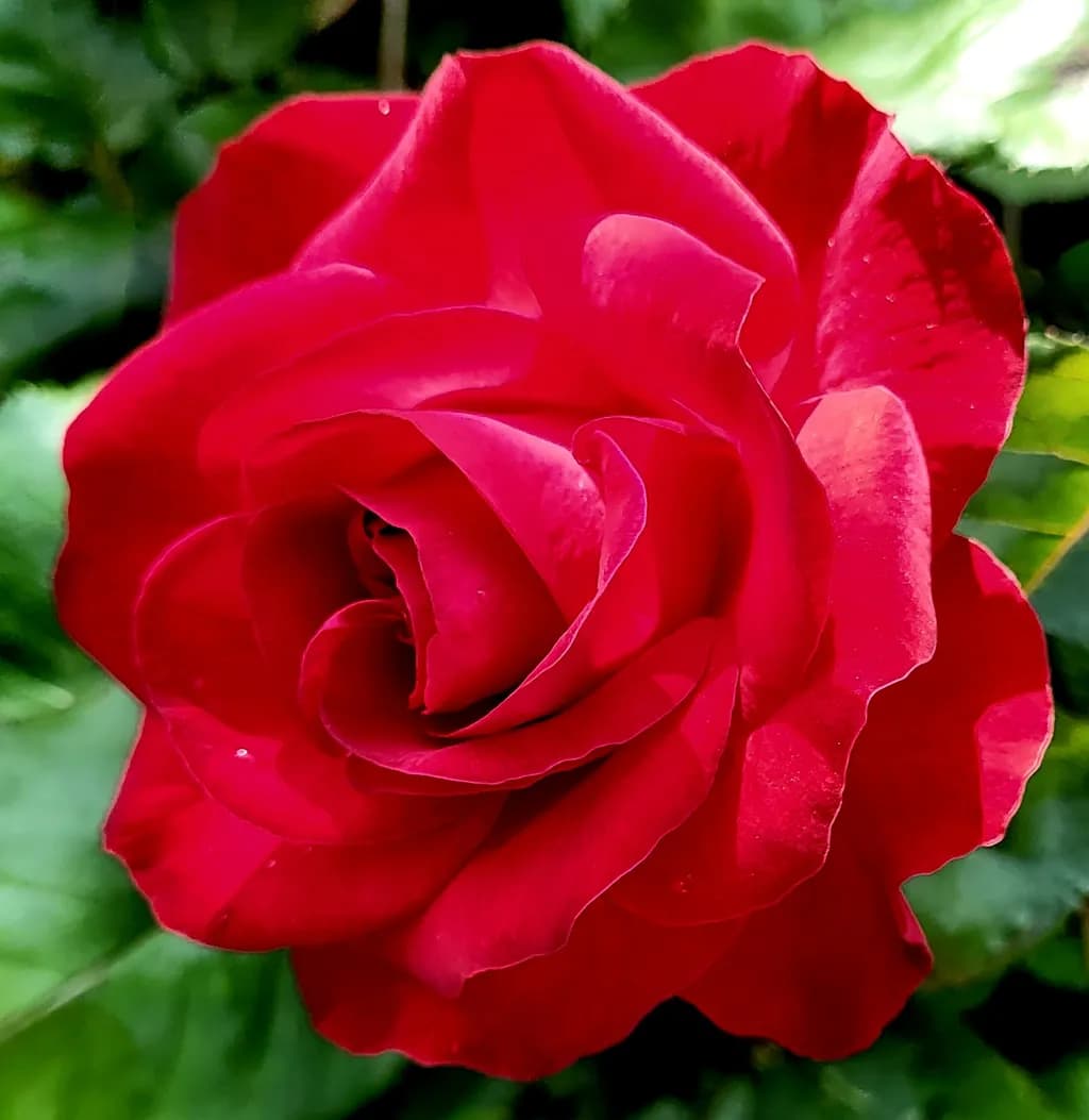 Radiant Red Rose: A Symbol of Love and Passion in Nature's Embrace