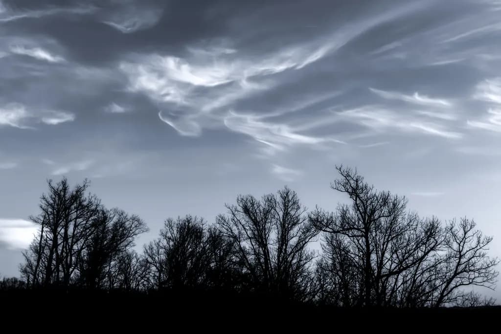 Wind Dancing on Trees