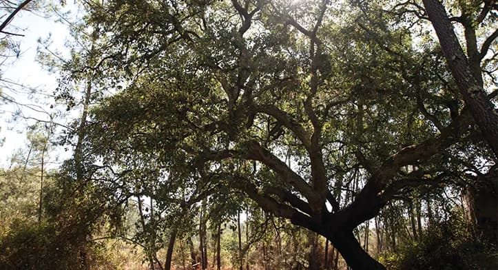 Whispers of the Ancient Oak: A Dance of Light and Shadow in the Forest Canopy