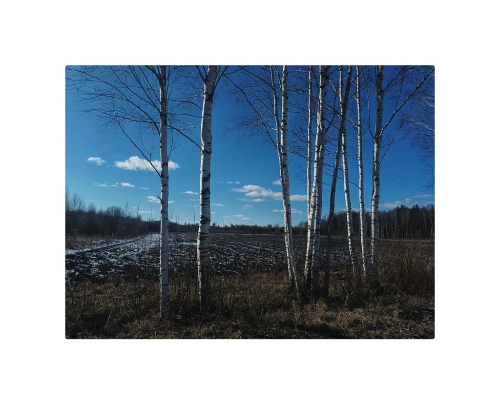 Whispers of Winter: Birch Trees Against a Clear Blue Sky