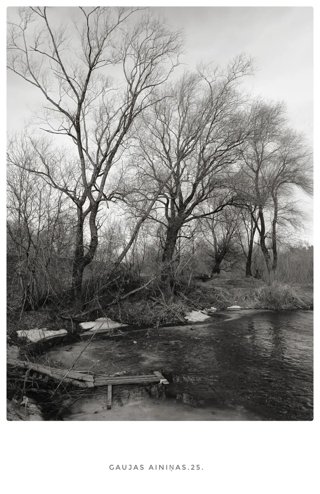 Whispers of Winter: A Serene Black and White Landscape of Bare Trees by the Riverbank