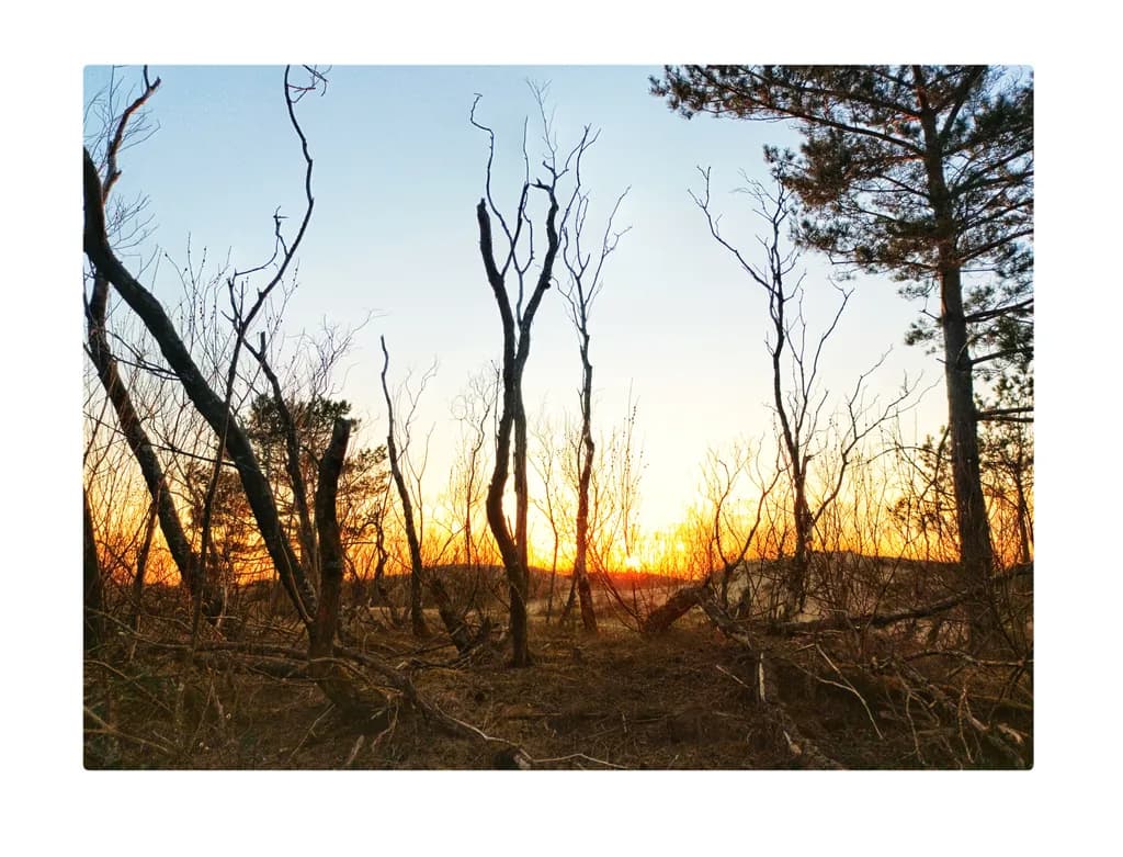 Whispers of Twilight: A Sunset Through the Branches of Nature's Embrace