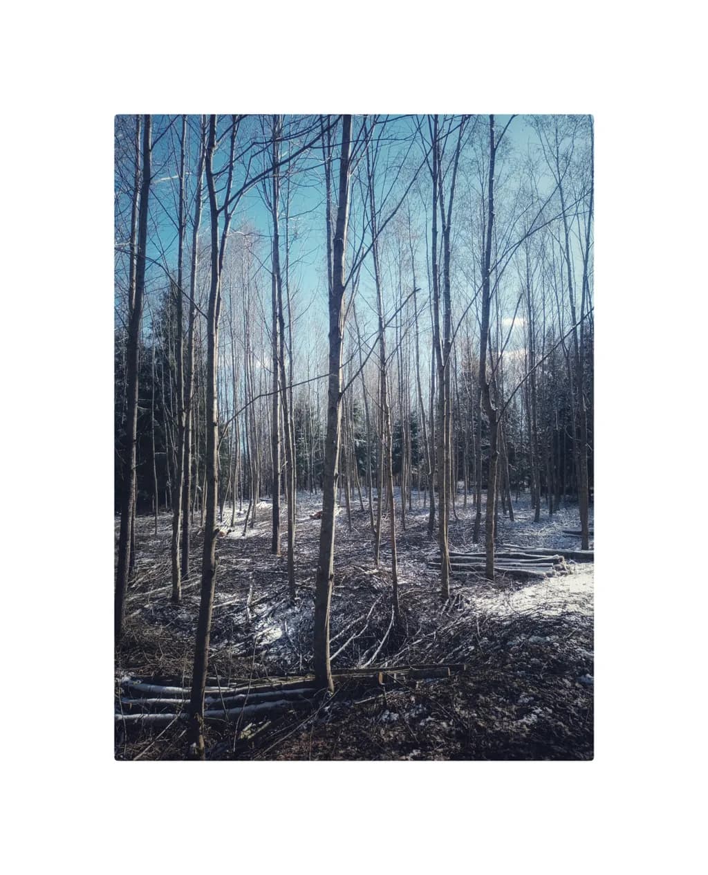Whispers of Winter: A Tranquil Forest Landscape