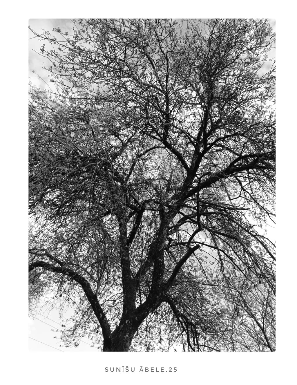 Whispers of Nature: A Black and White Journey Through Branches and Sky