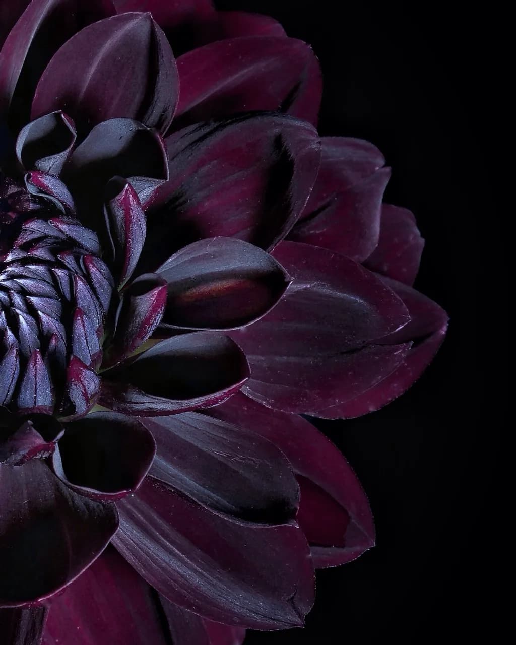 Whispers of the Night: A Deep Purple Dahlia in Bloom