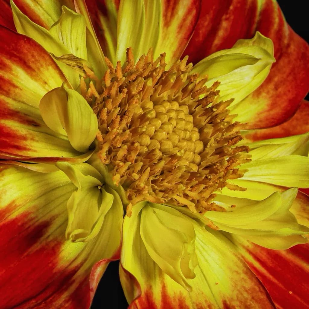 Vibrant Petals: A Macro Journey into Nature's Colorful Embrace