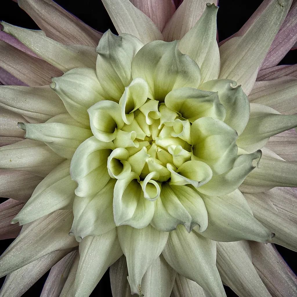Whispers of Nature: The Delicate Beauty of White Petals in Bloom