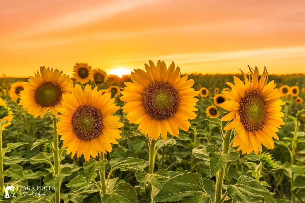 Four Sunflowers