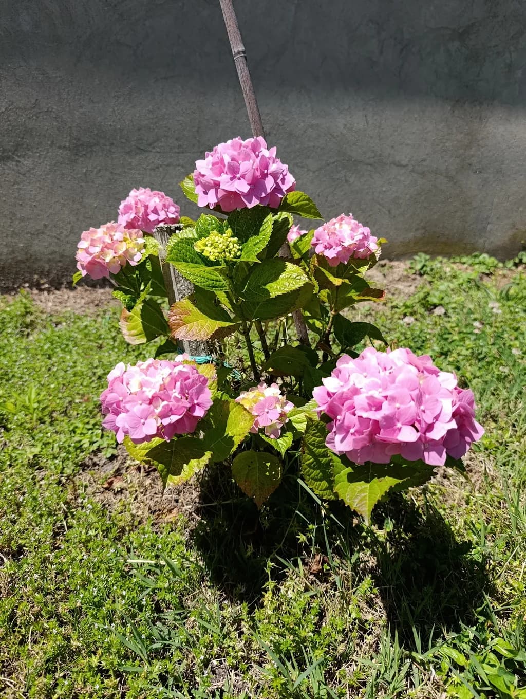 Pink Hydrangea Cluster