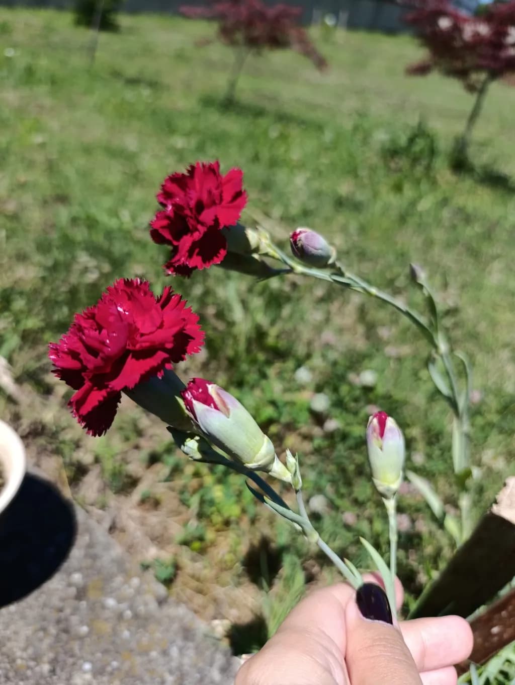 Crimson Carnations